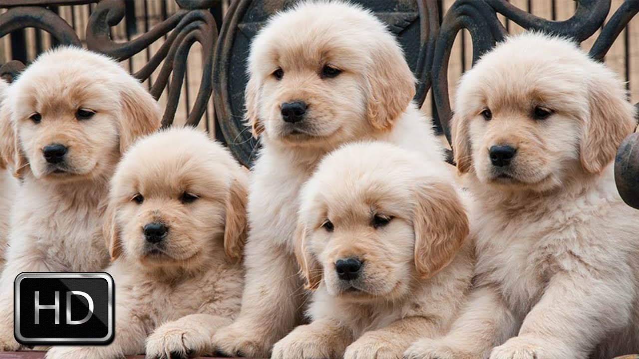 Cute Puppies Playing and Running from Cwall