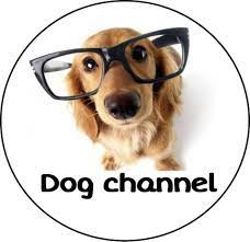 Dog Artical Channel