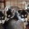 _Puppy Breeders